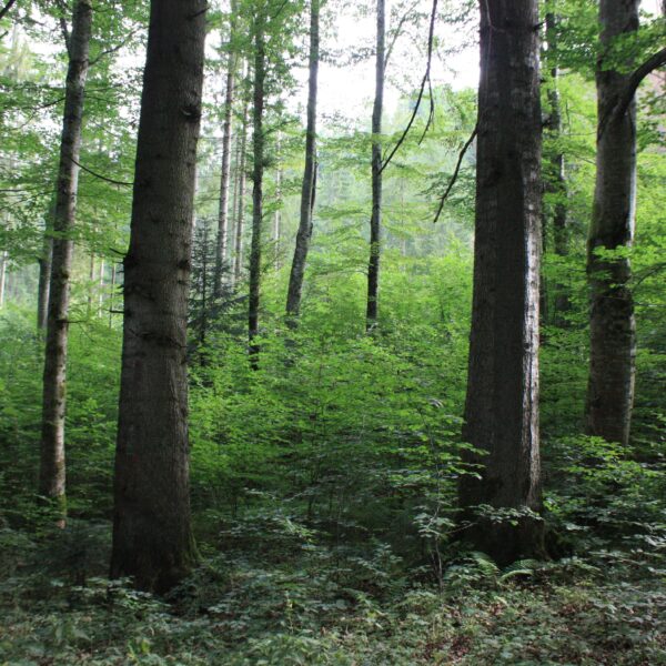 Exploring resilience dynamics of European forests after drought and compound hot and dry extreme events