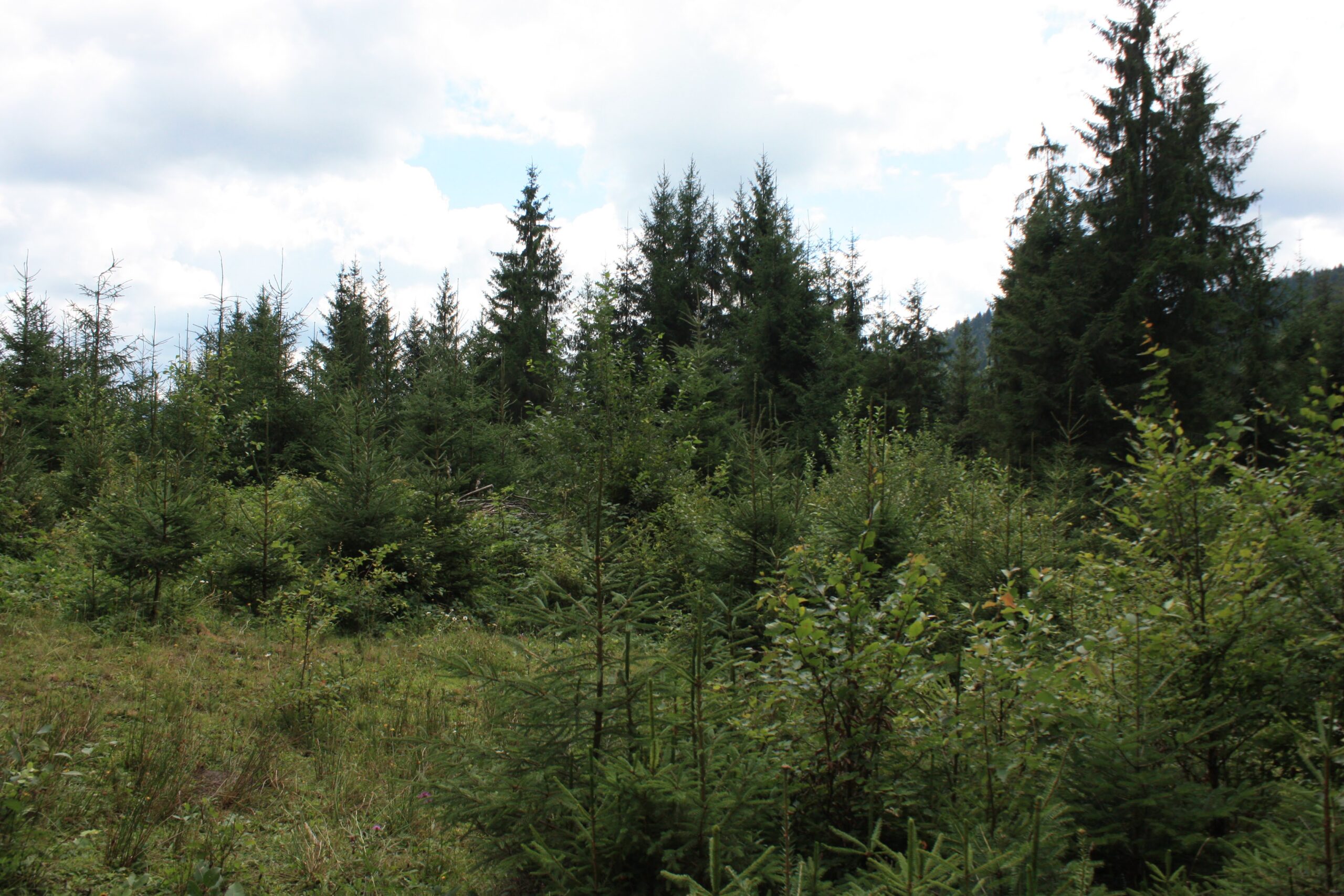 Canopy structural complexity promotes European forest resilience
